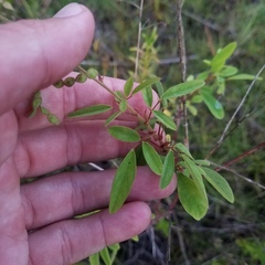 Desmodium tortuosum