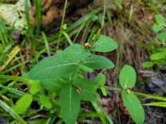 Hypericum virginicum