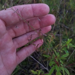Desmodium tortuosum