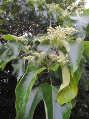 Clerodendrum mandarinorum