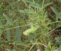 Heteracris pterosticha