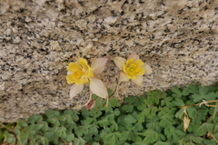 Aquilegia pubescens