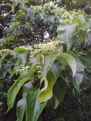 Clerodendrum mandarinorum