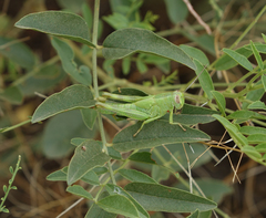 Heteracris pterosticha