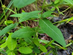 Hypericum virginicum