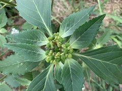 Euphorbia dentata