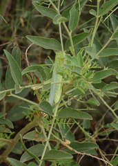 Heteracris pterosticha