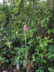 Amorphophallus kiusianus