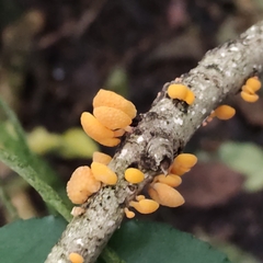Favolaschia claudopus