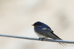 Hirundo neoxena