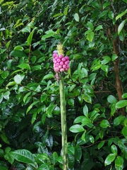 Amorphophallus kiusianus