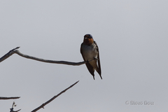 Hirundo neoxena
