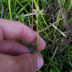 Alysicarpus vaginalis