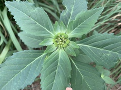 Euphorbia dentata