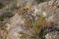 Dodonaea lobulata