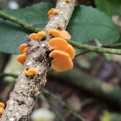 Favolaschia claudopus