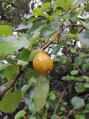 Pyrus pyrifolia