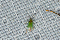 Cyrtorhinus