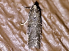 Ortholepis pasadamia