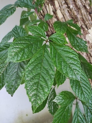 Parthenocissus laetevirens