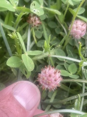 Trifolium fragiferum