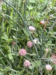 Trifolium fragiferum