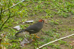 Pterorhinus mitratus