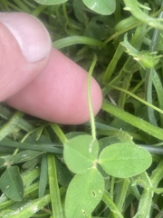 Trifolium fragiferum