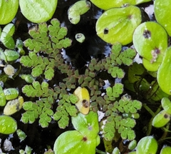 Azolla filiculoides
