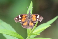 Libytheana carinenta