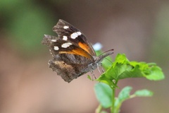 Libytheana carinenta