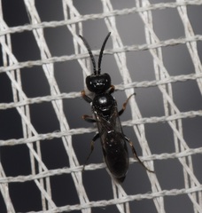 Passaloecus