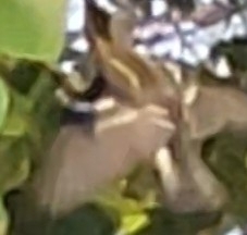 Setophaga fusca