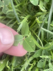 Trifolium fragiferum