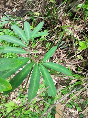 Arisaema heterophyllum