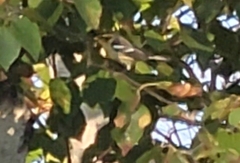 Setophaga fusca
