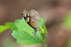 Libytheana carinenta