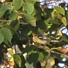Setophaga fusca
