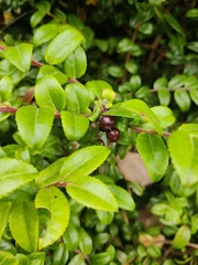 Vaccinium ovatum