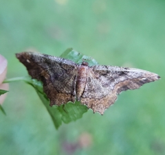Hypagyrtis