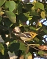 Setophaga fusca
