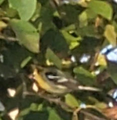 Setophaga fusca
