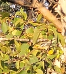 Setophaga fusca