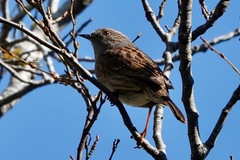 Prunella modularis occidentalis