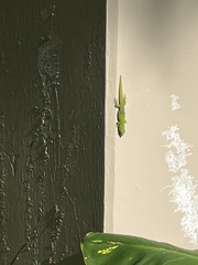 Phelsuma laticauda