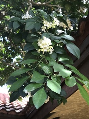 Murraya paniculata