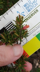 Brachyloma ericoides