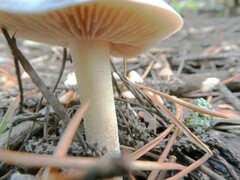 Hebeloma crustuliniforme