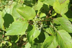 Cornus amomum