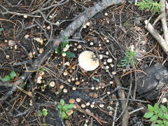 Hebeloma crustuliniforme